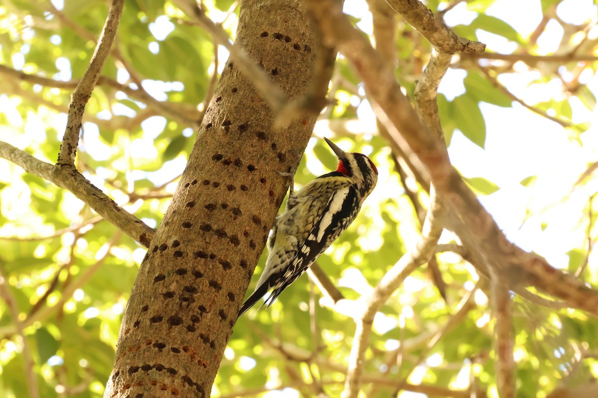Yellow-bellied Sapsucker - ML645263831