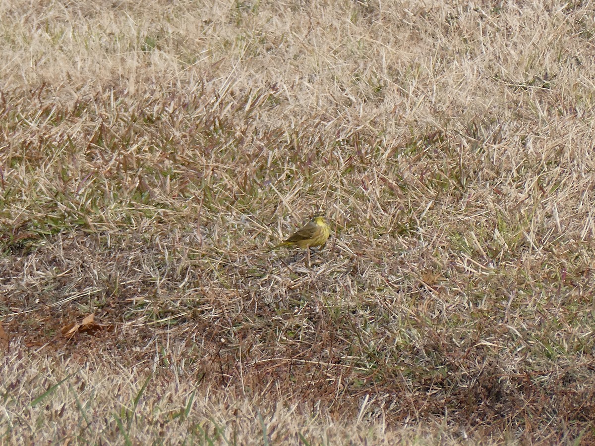 Пісняр-лісовик рудоголовий - ML645263842