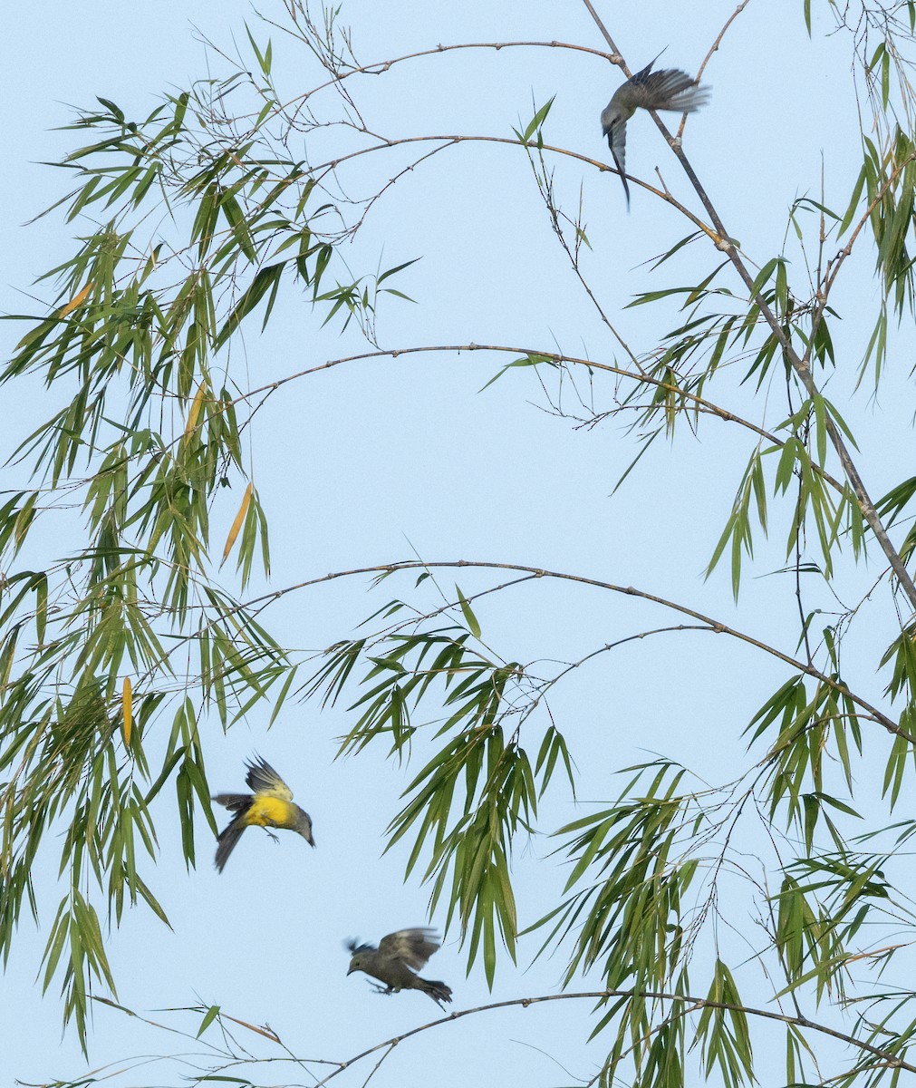 Tropical Kingbird - ML645263844