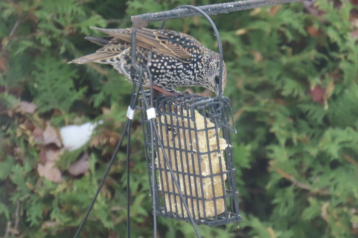 Шпак звичайний - ML645263848