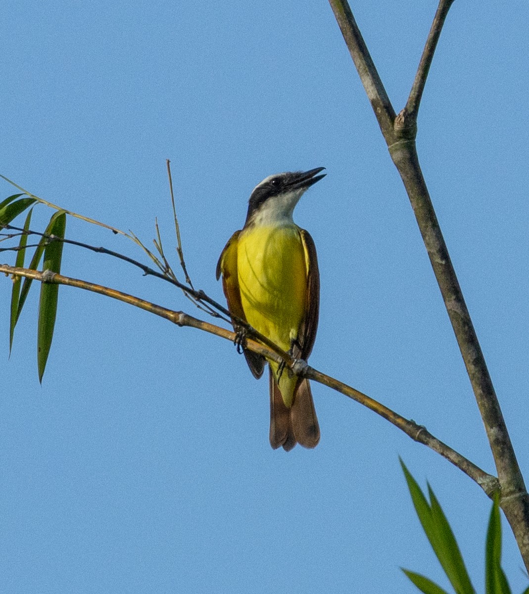 Great Kiskadee - ML645263855