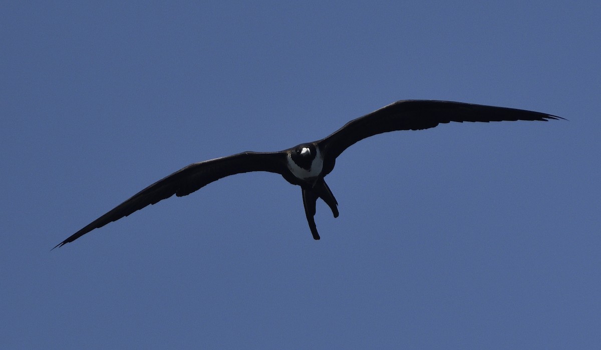 Magnificent Frigatebird - ML645263866