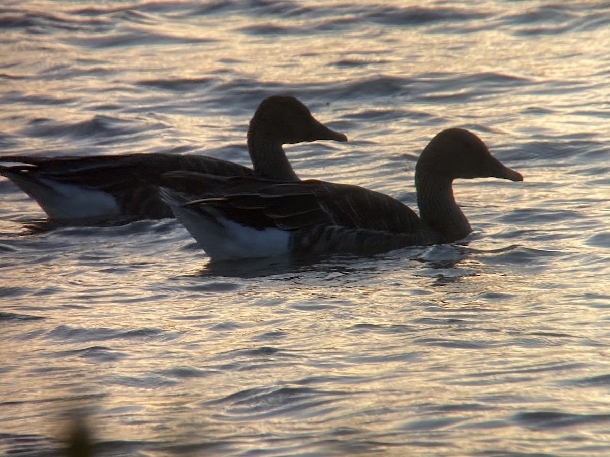 taigasædgås - ML645263871