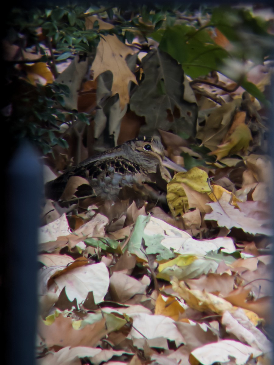 American Woodcock - ML645263876