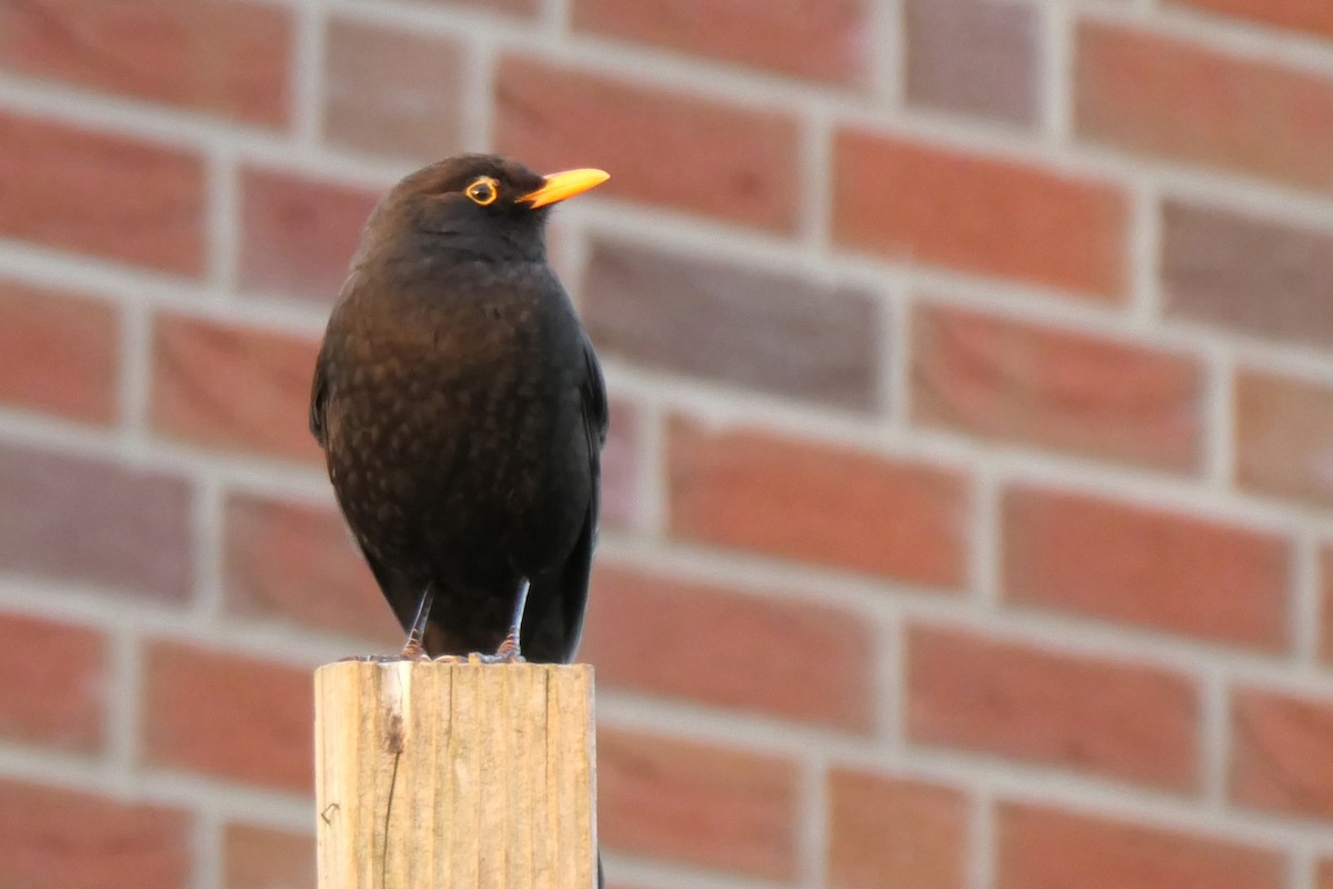 Eurasian Blackbird - ML645263877