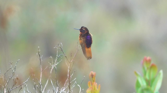 Колібрі-золотожар перуанський - ML645263897