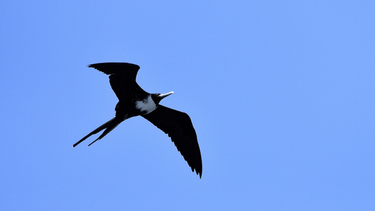 Magnificent Frigatebird - ML645263900