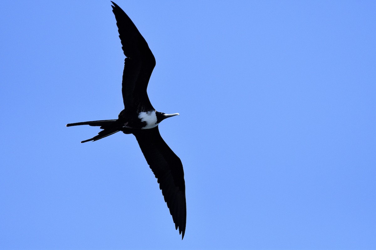 Magnificent Frigatebird - ML645263918