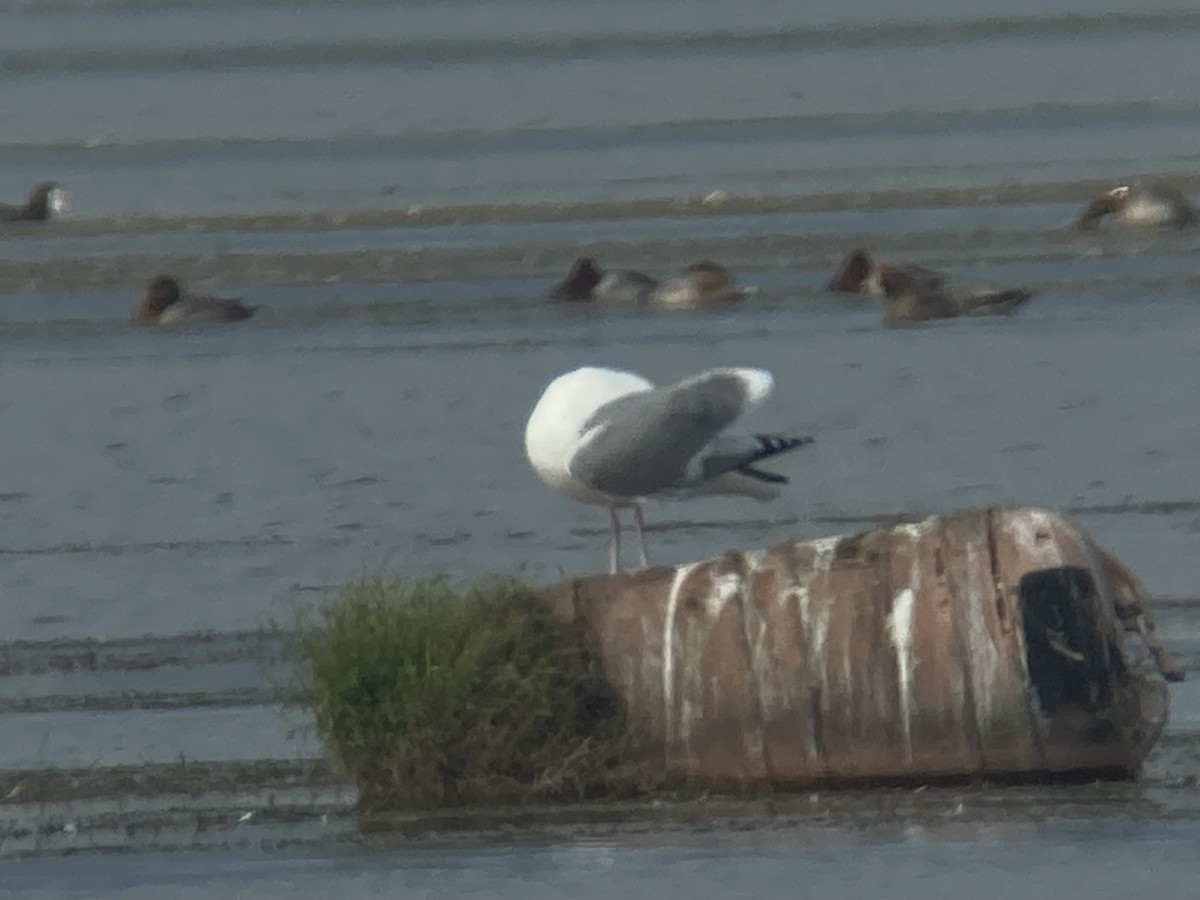 sibirmåke/mongolmåke - ML645263923