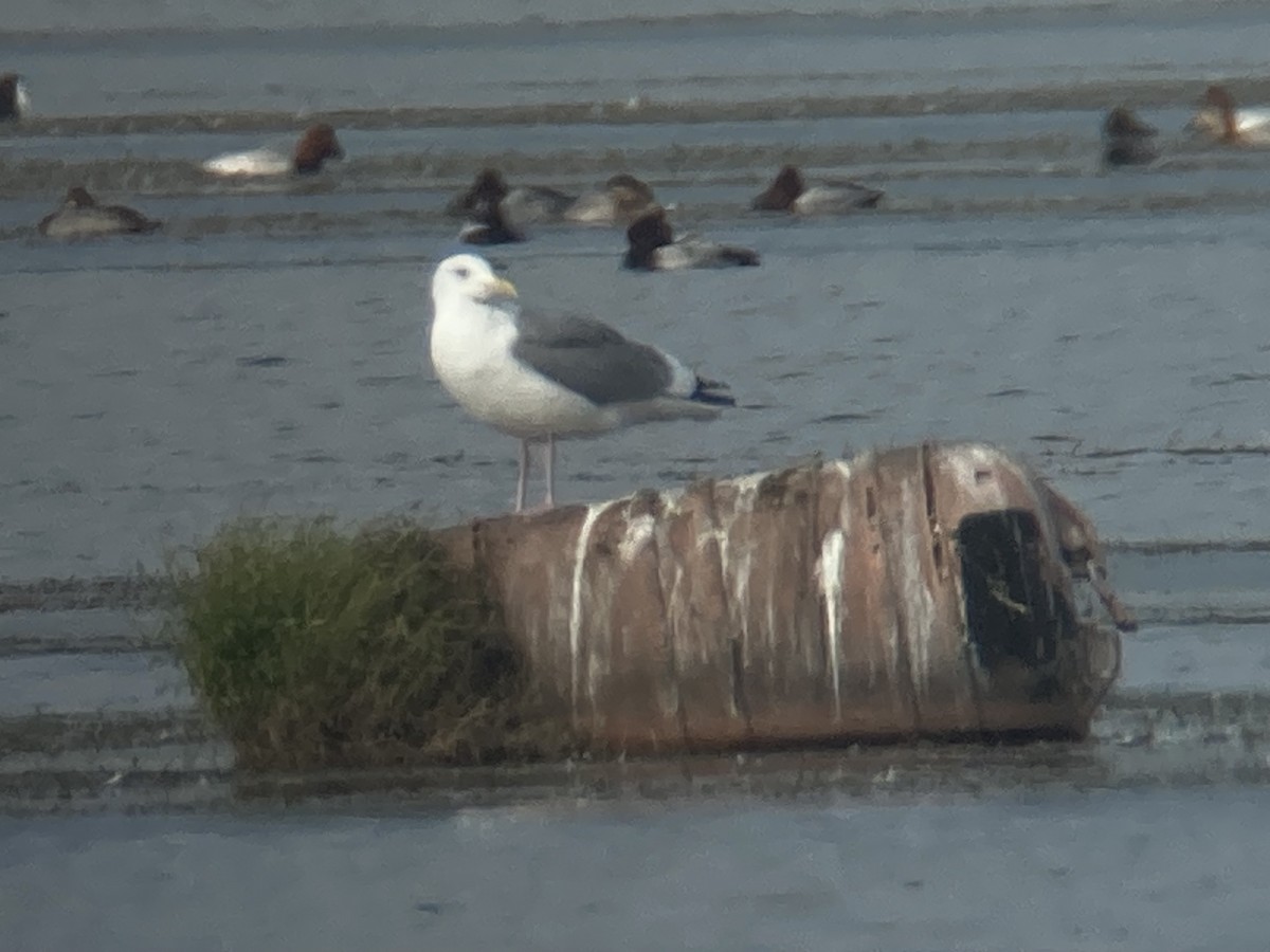 sibirmåke/mongolmåke - ML645263924