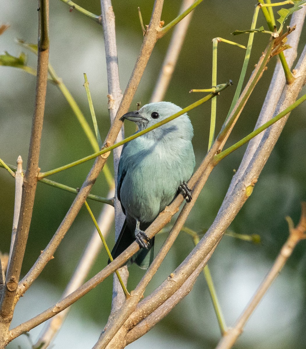 Blue-gray Tanager - ML645263941