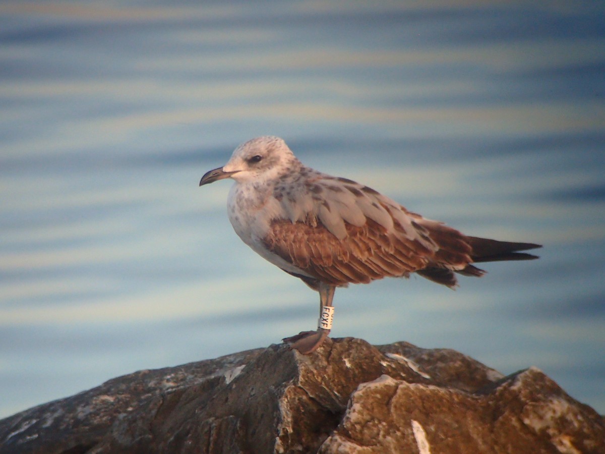 Audouin's Gull - ML645263951