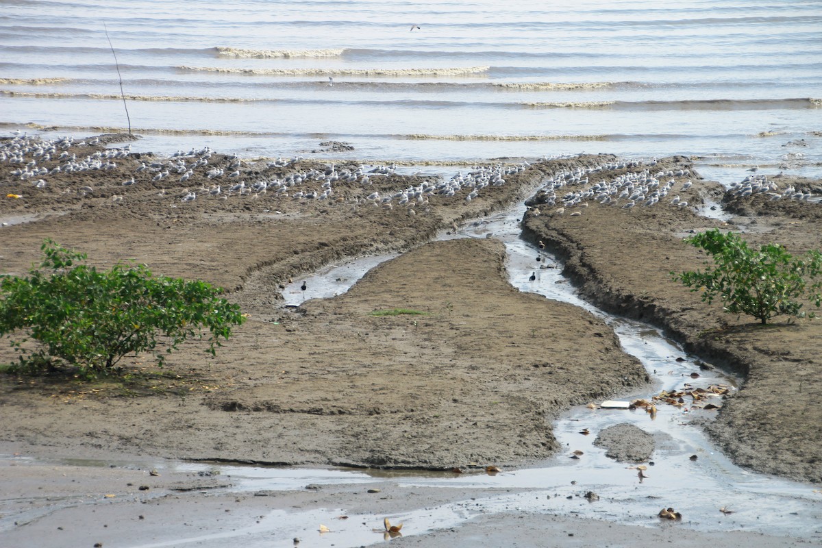 Semipalmated Sandpiper - ML645263953