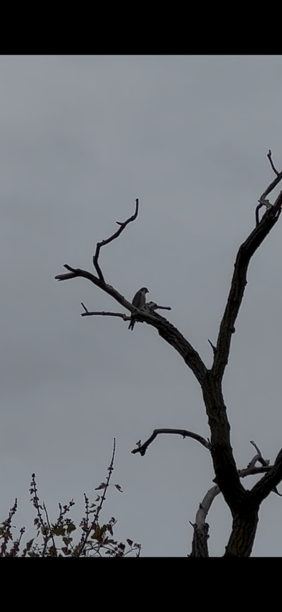 Peregrine Falcon - ML645263955