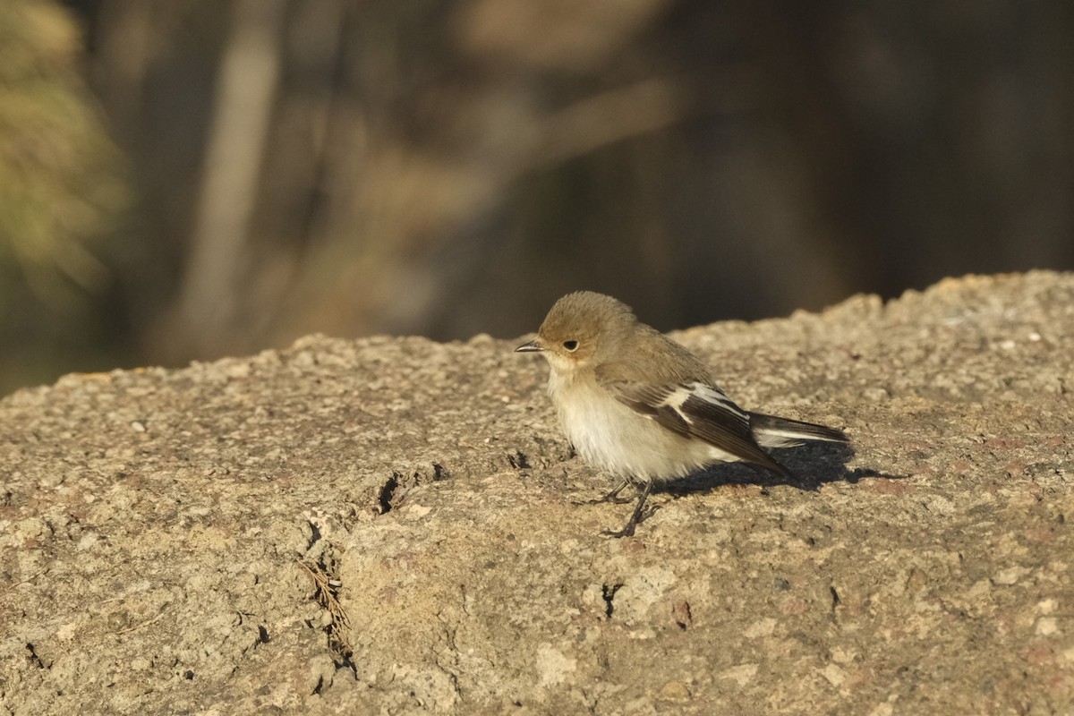 Euli-txori lepazuria - ML645263956