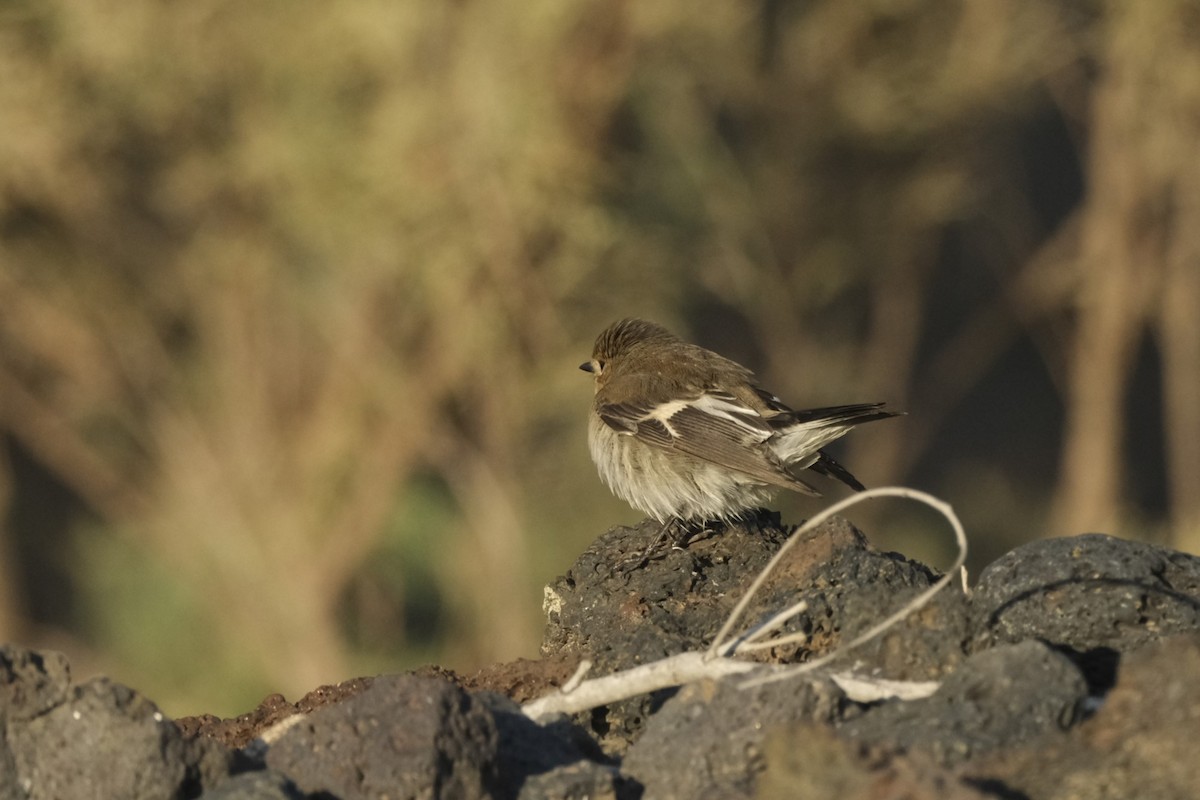 Euli-txori lepazuria - ML645263957