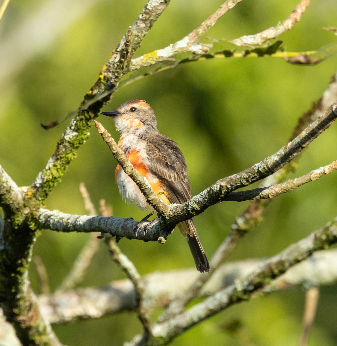 Vermilion Flycatcher - ML645263974