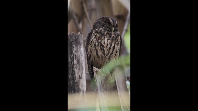 Сова-лісовик бура - ML645263984