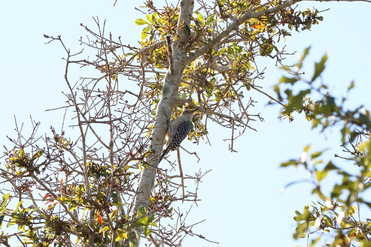 Red-bellied Woodpecker - ML645263985