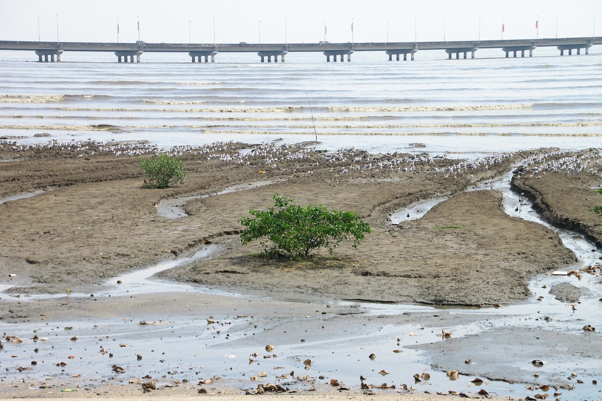 Gull-billed Tern - ML645263987