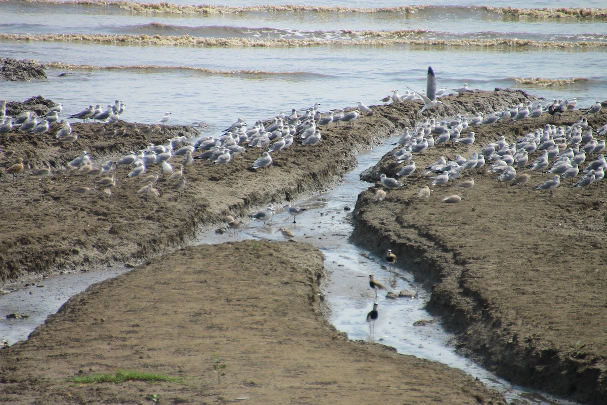 Gull-billed Tern - ML645263988