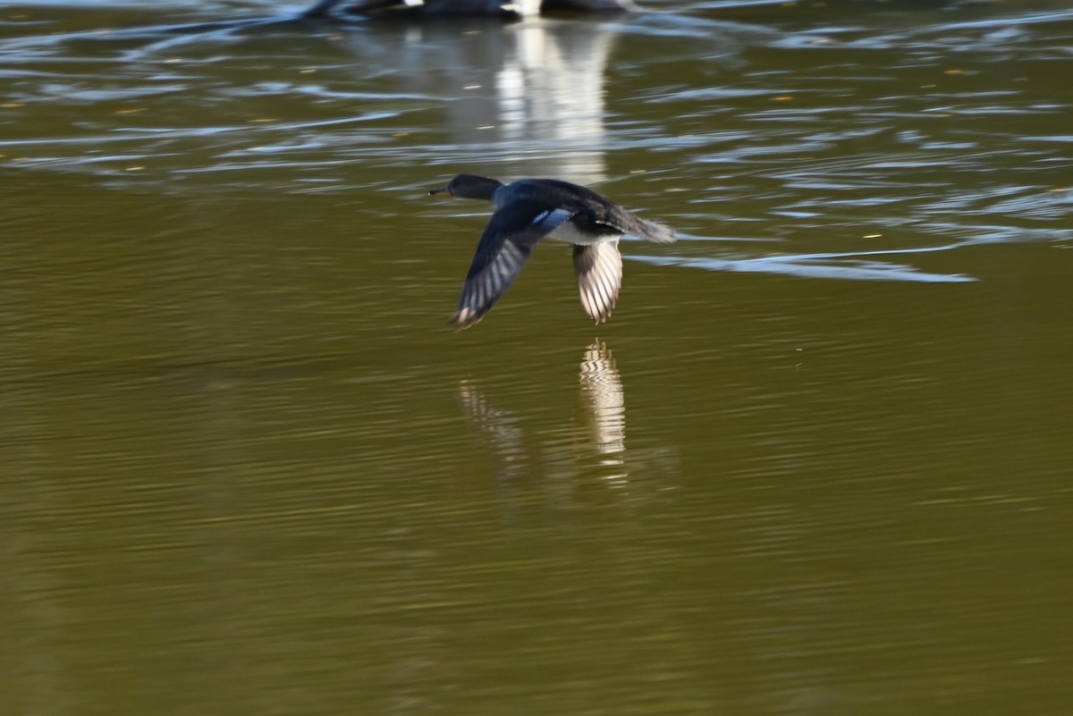 Serreta Capuchona - ML645263993