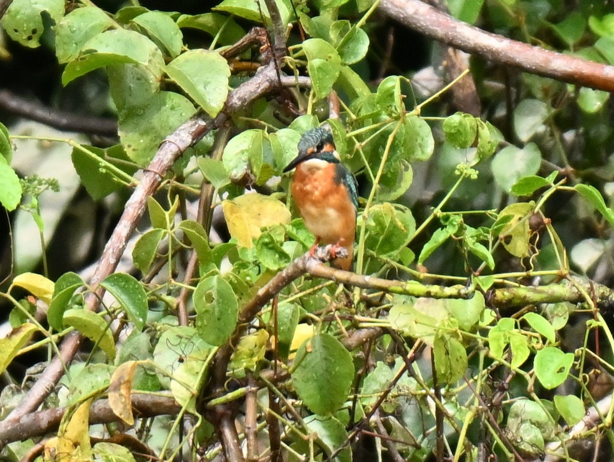 カワセミ - ML645263994