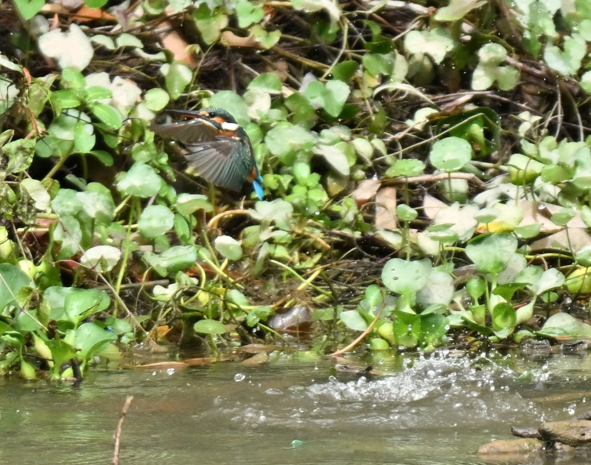 カワセミ - ML645263995