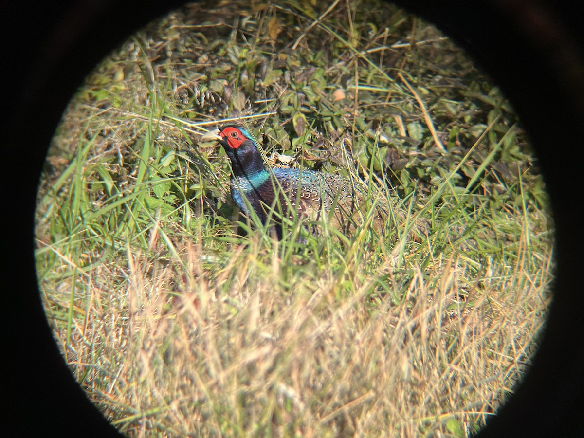 bažant obecný - ML645263996