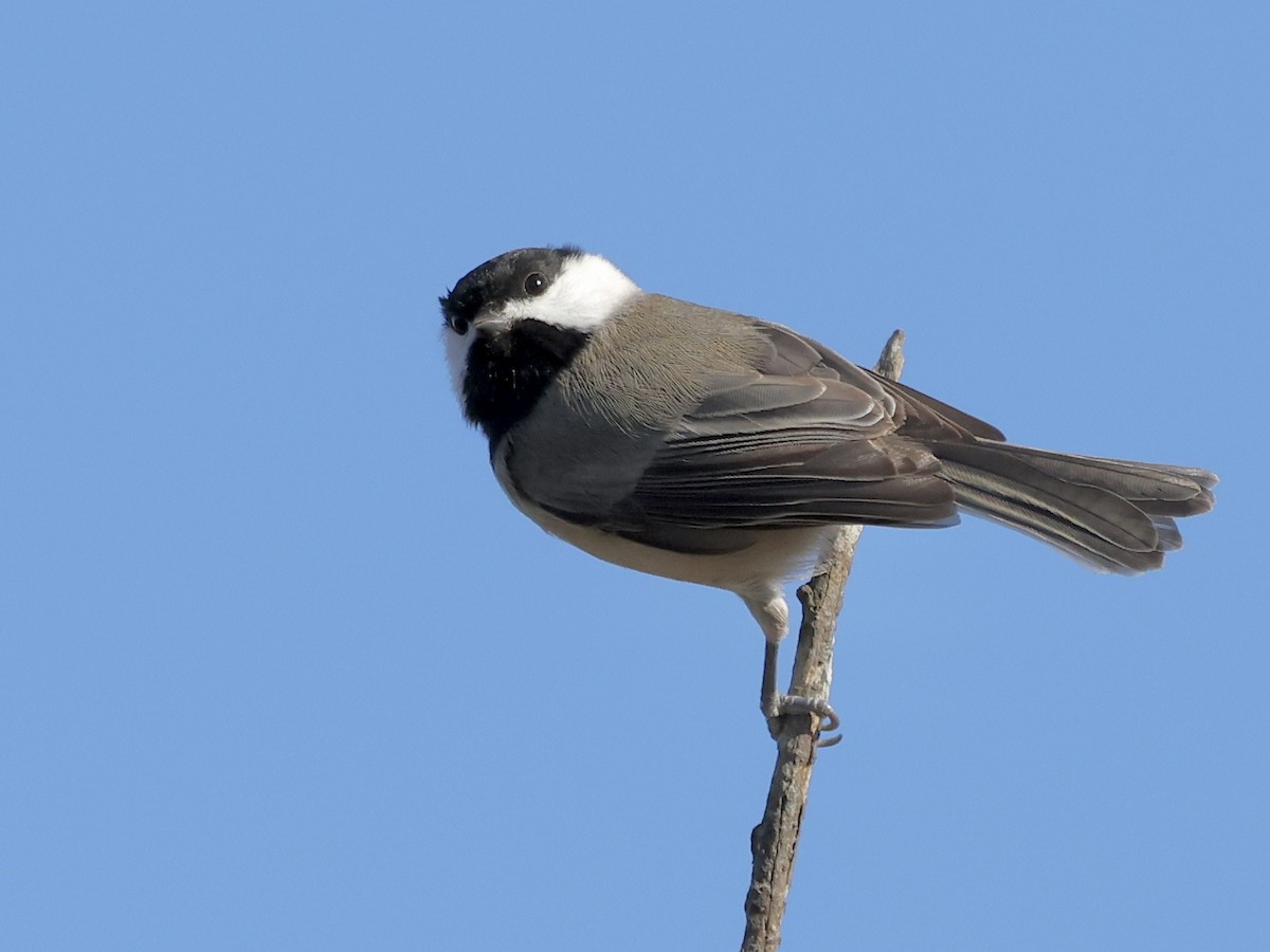 Carolina Chickadee - ML645263998