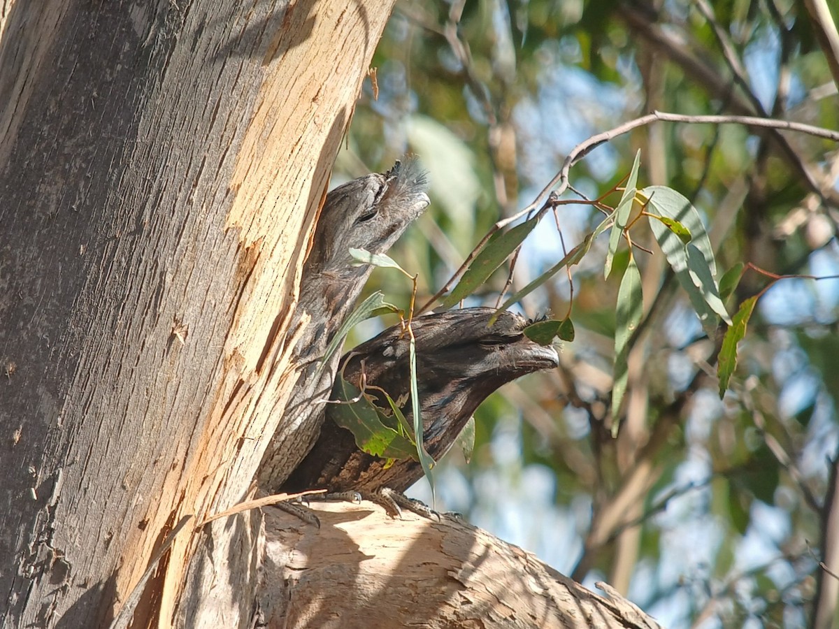 Tawny Frogmouth - ML645264005