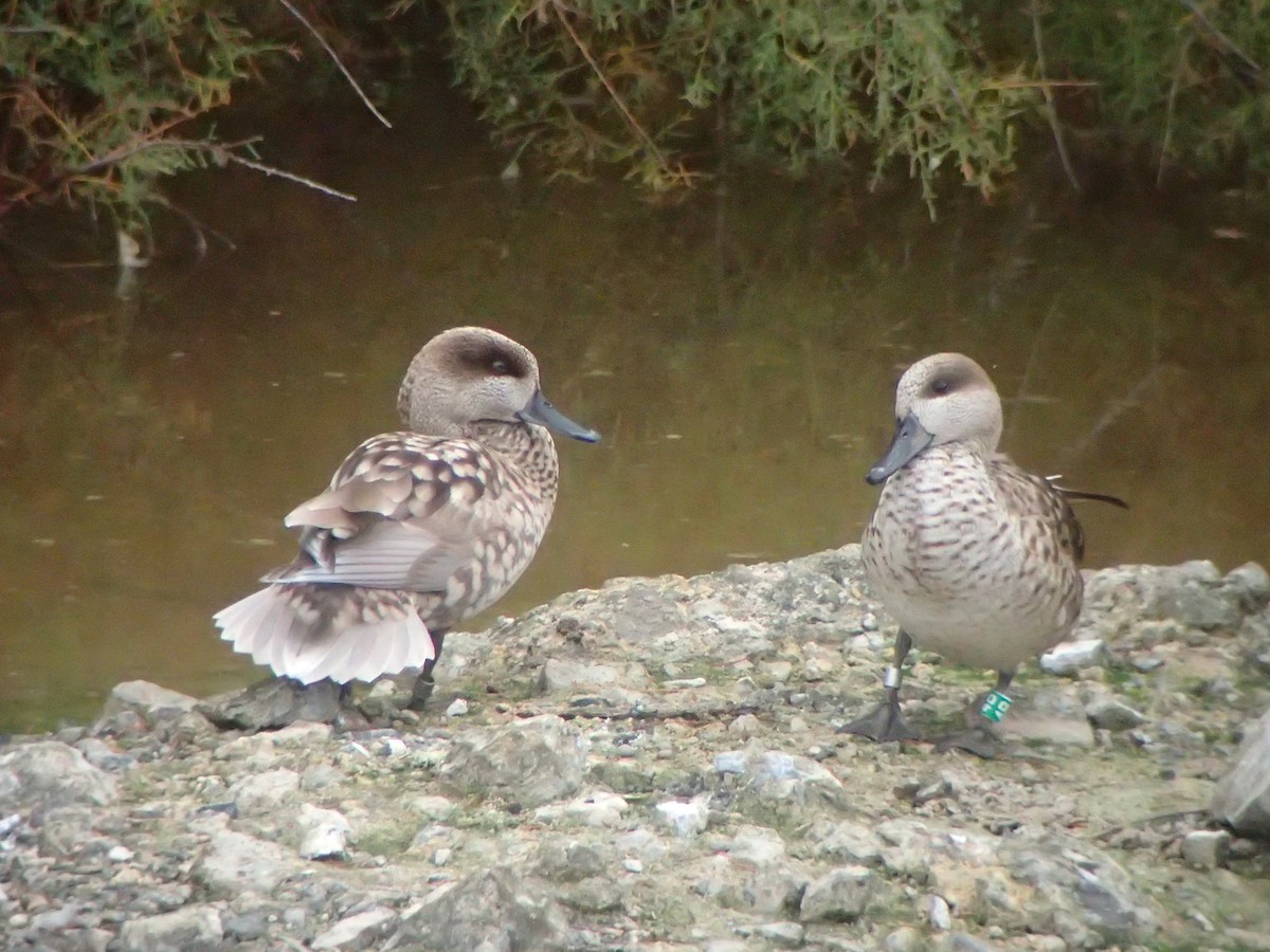 Marbled Duck - ML645264009