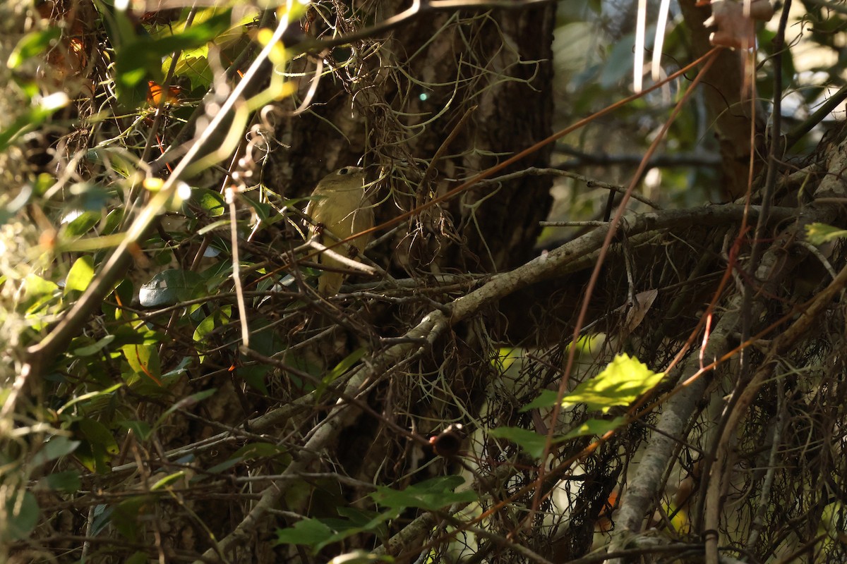 Ruby-crowned Kinglet - ML645264010