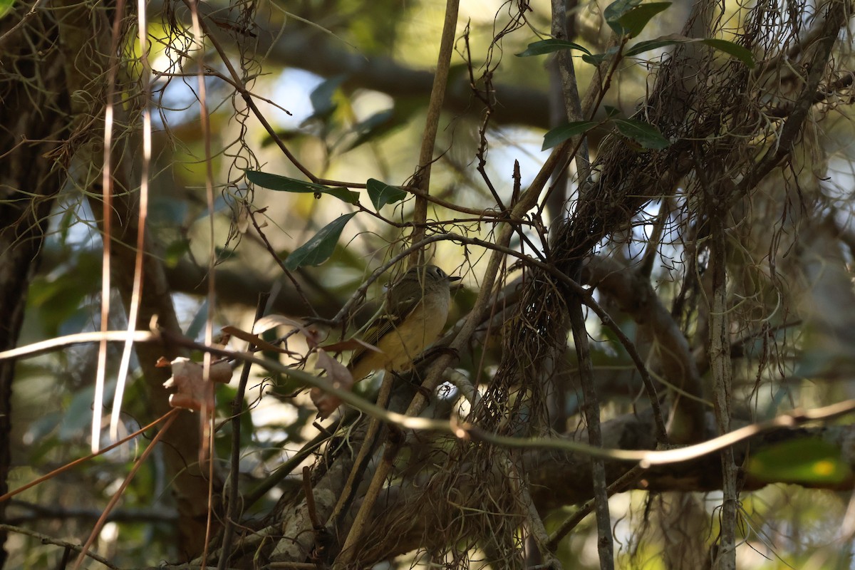 Ruby-crowned Kinglet - ML645264011