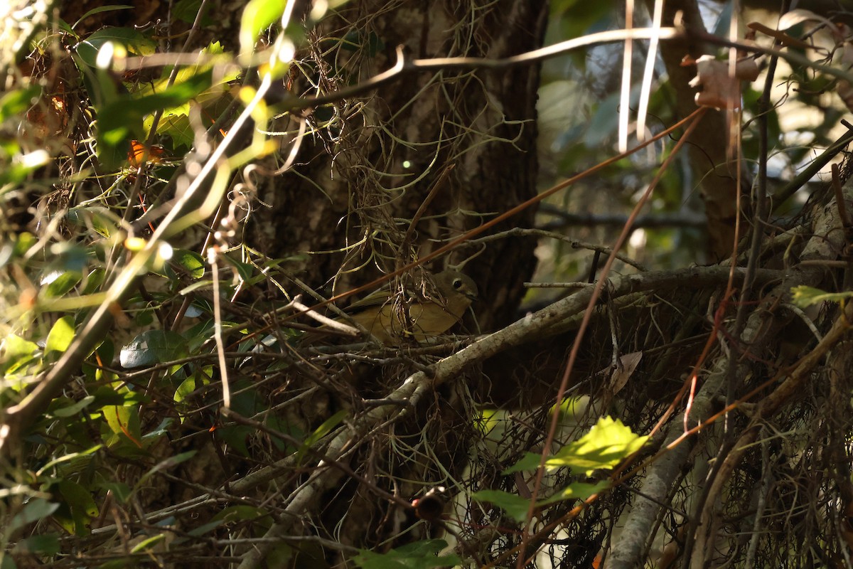 Ruby-crowned Kinglet - ML645264012