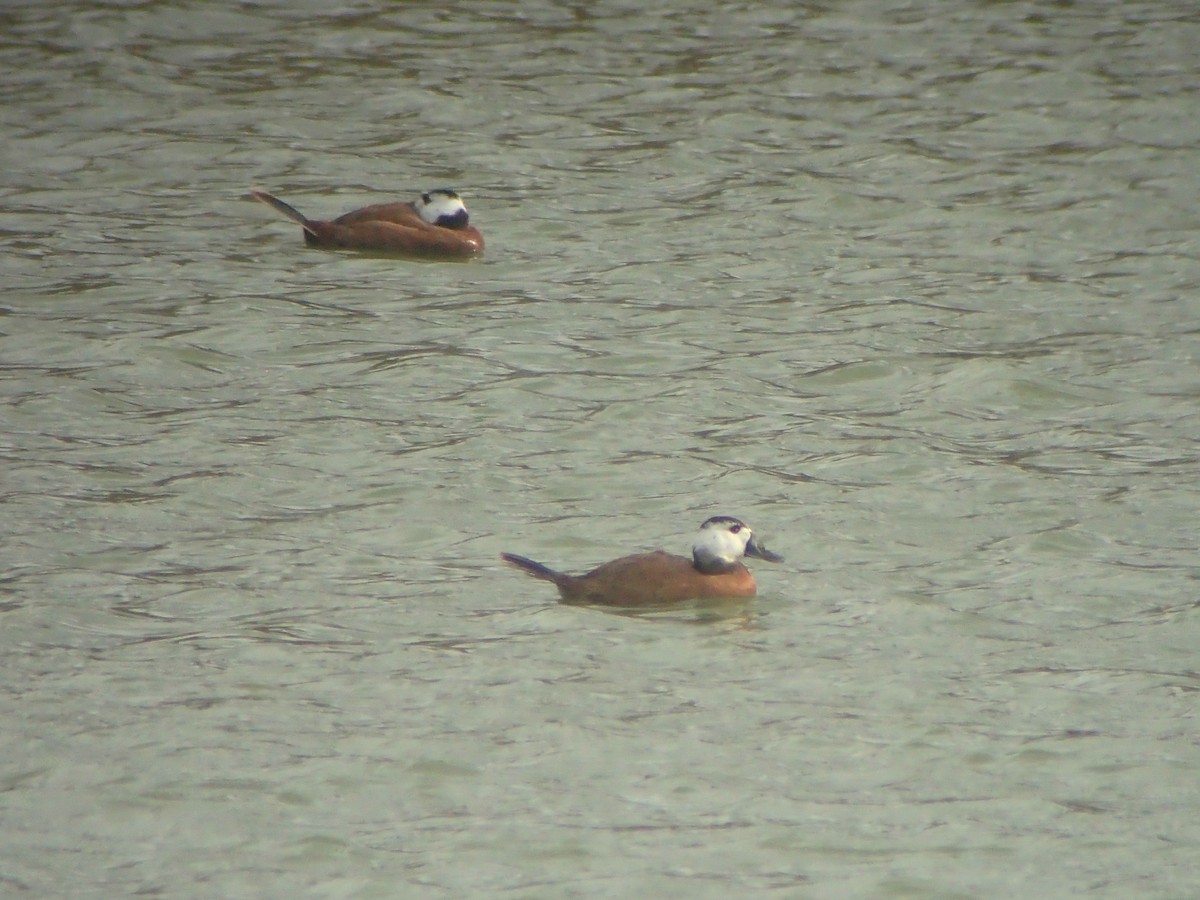 White-headed Duck - ML645264015