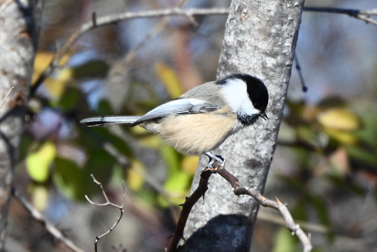 Carbonero Cabecinegro - ML645264018