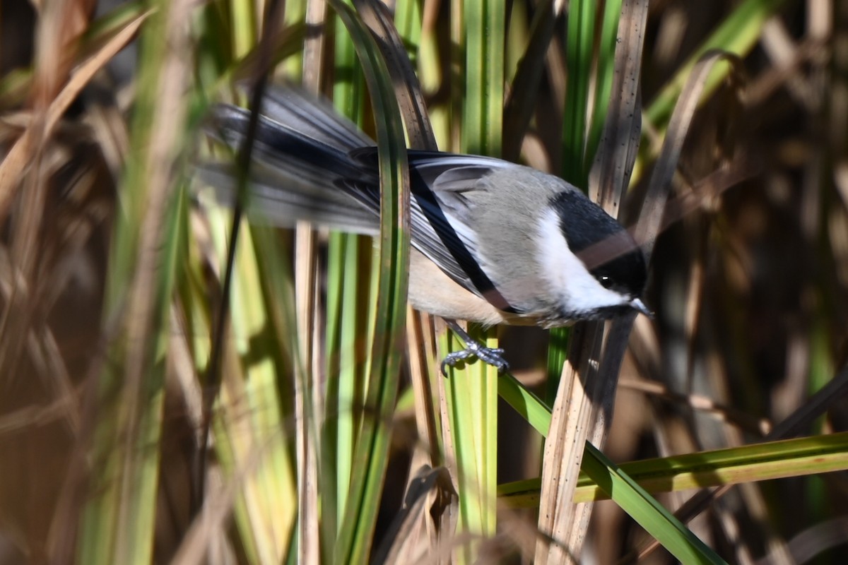 Carbonero Cabecinegro - ML645264019