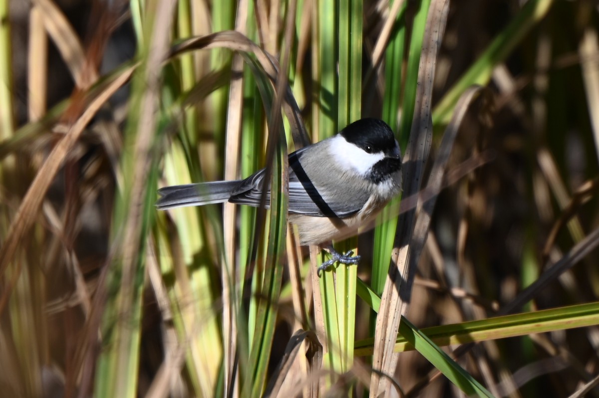 Carbonero Cabecinegro - ML645264020