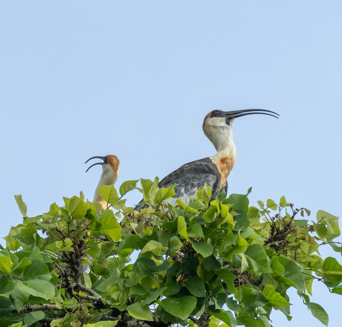 Buff-necked Ibis - ML645264043