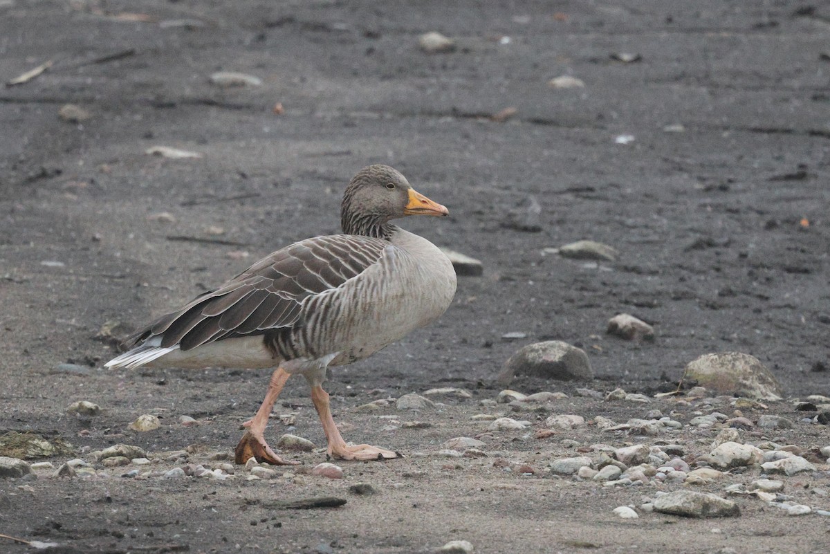 Graylag Goose - ML645264061