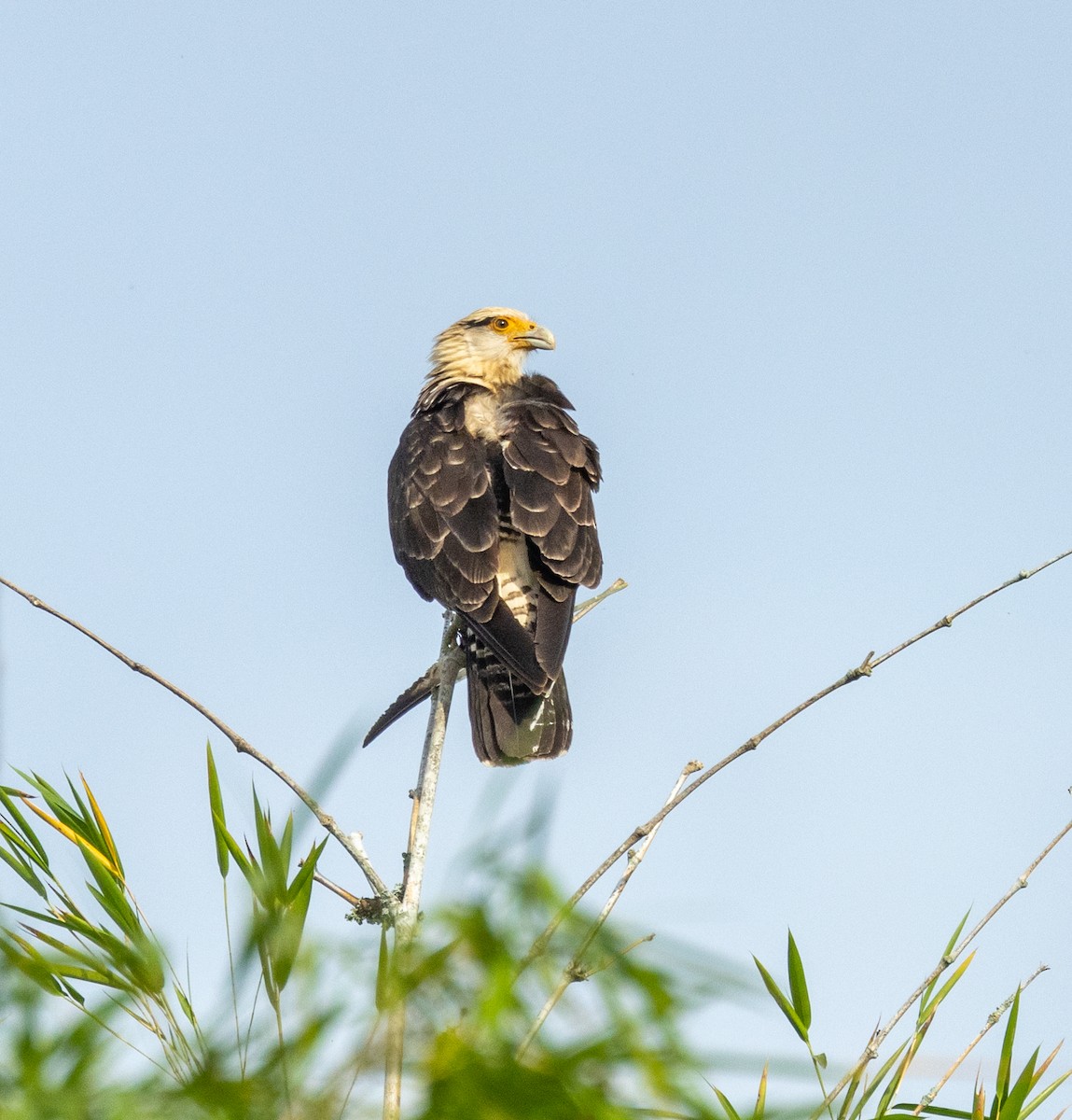 Yellow-headed Caracara - ML645264063