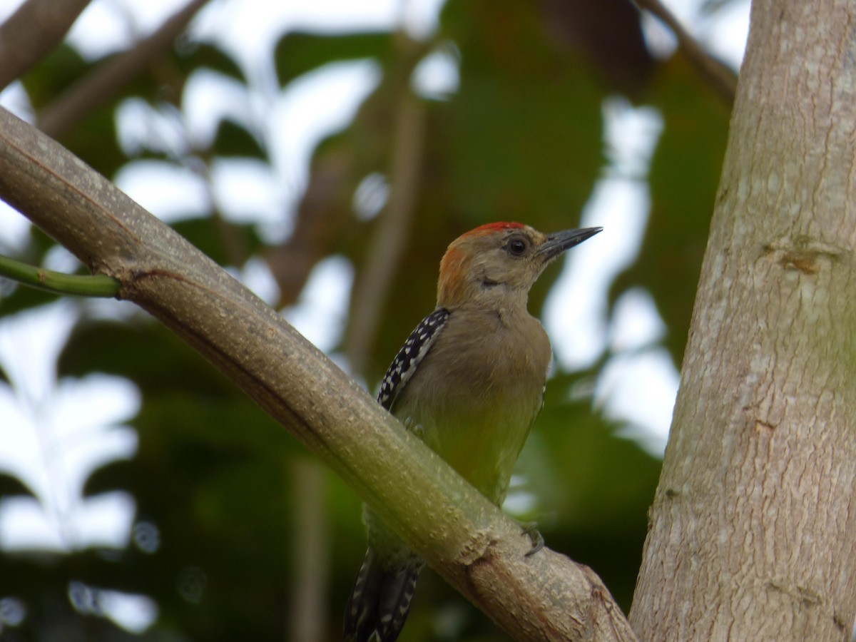 Гіла мала - ML645264078