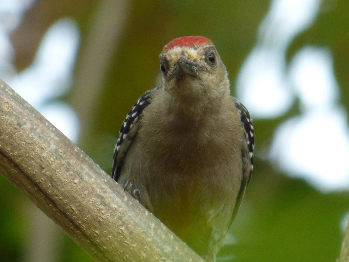 Гіла мала - ML645264079