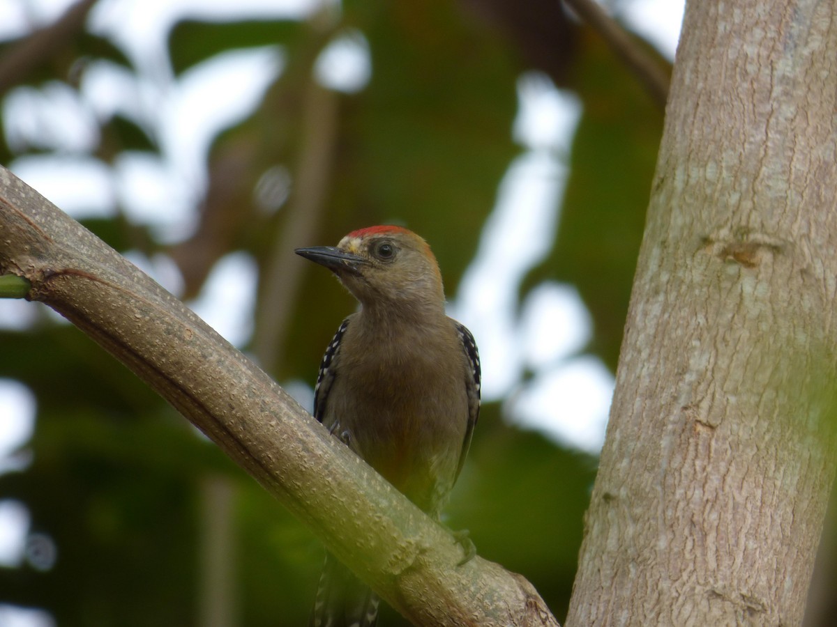 Гіла мала - ML645264080