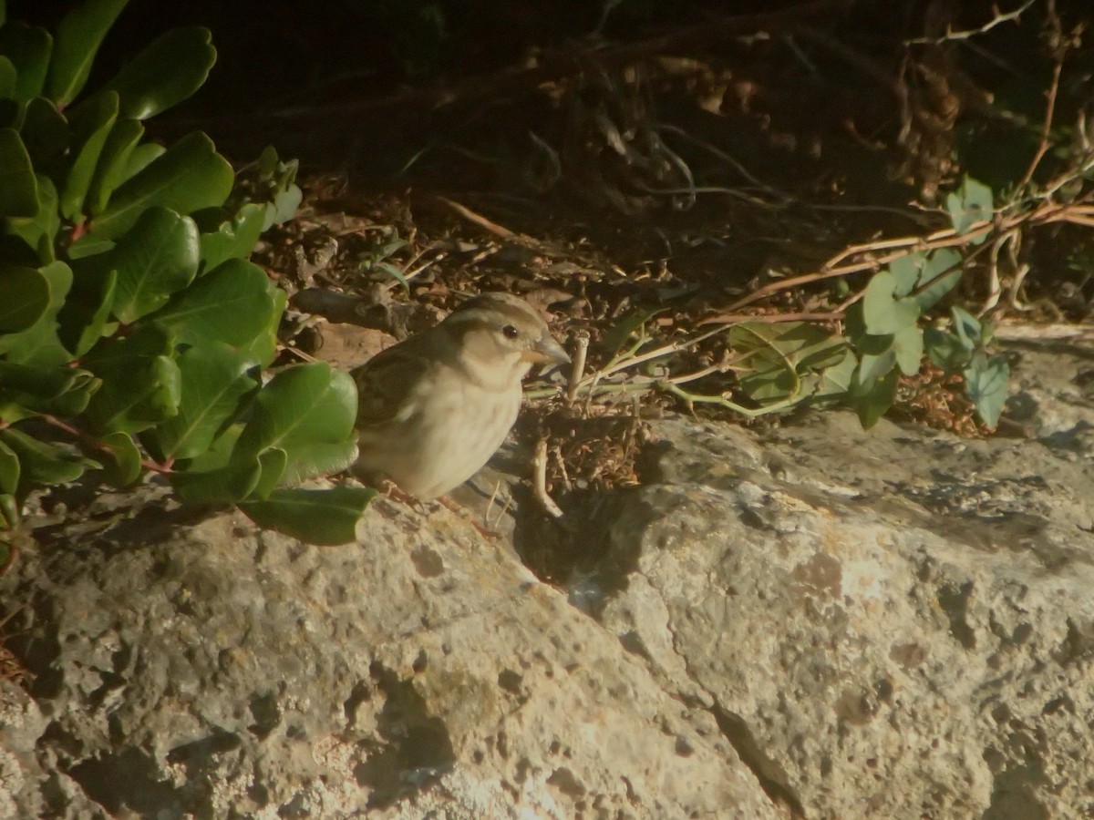 Rock Sparrow - ML645264083