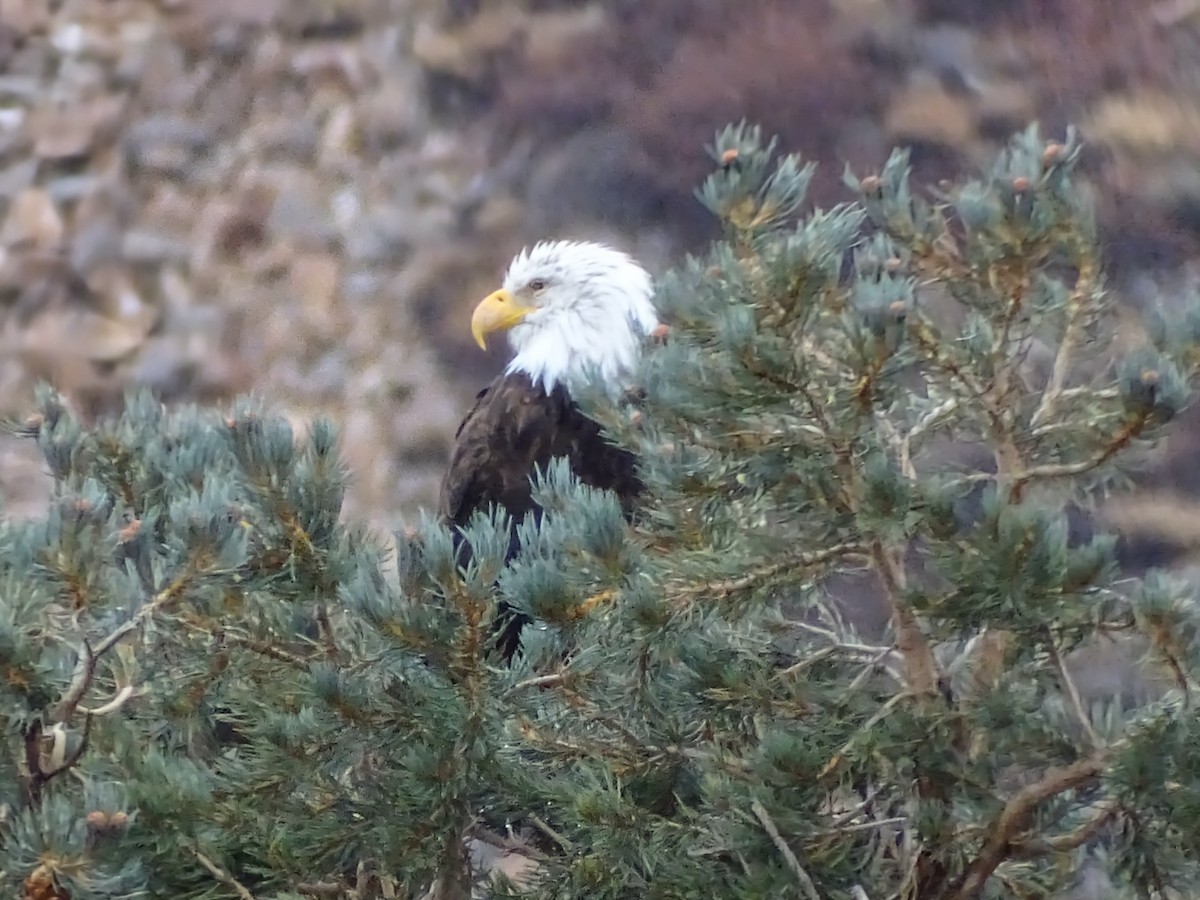 orel bělohlavý - ML645264089