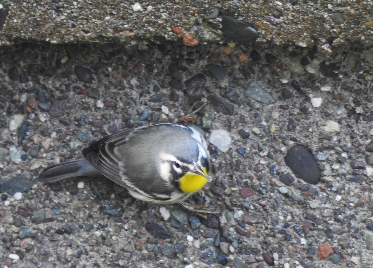 Goldkehl-Waldsänger - ML645264093