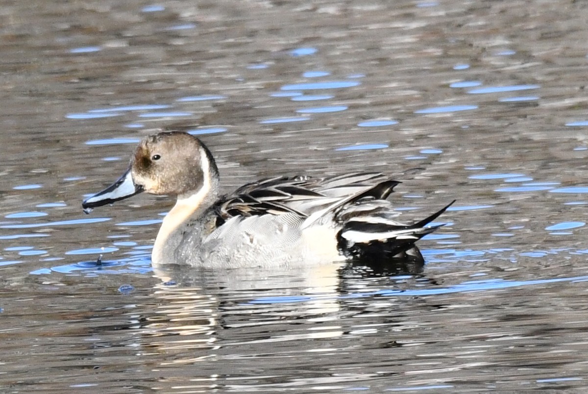 Ánade Rabudo - ML645264095