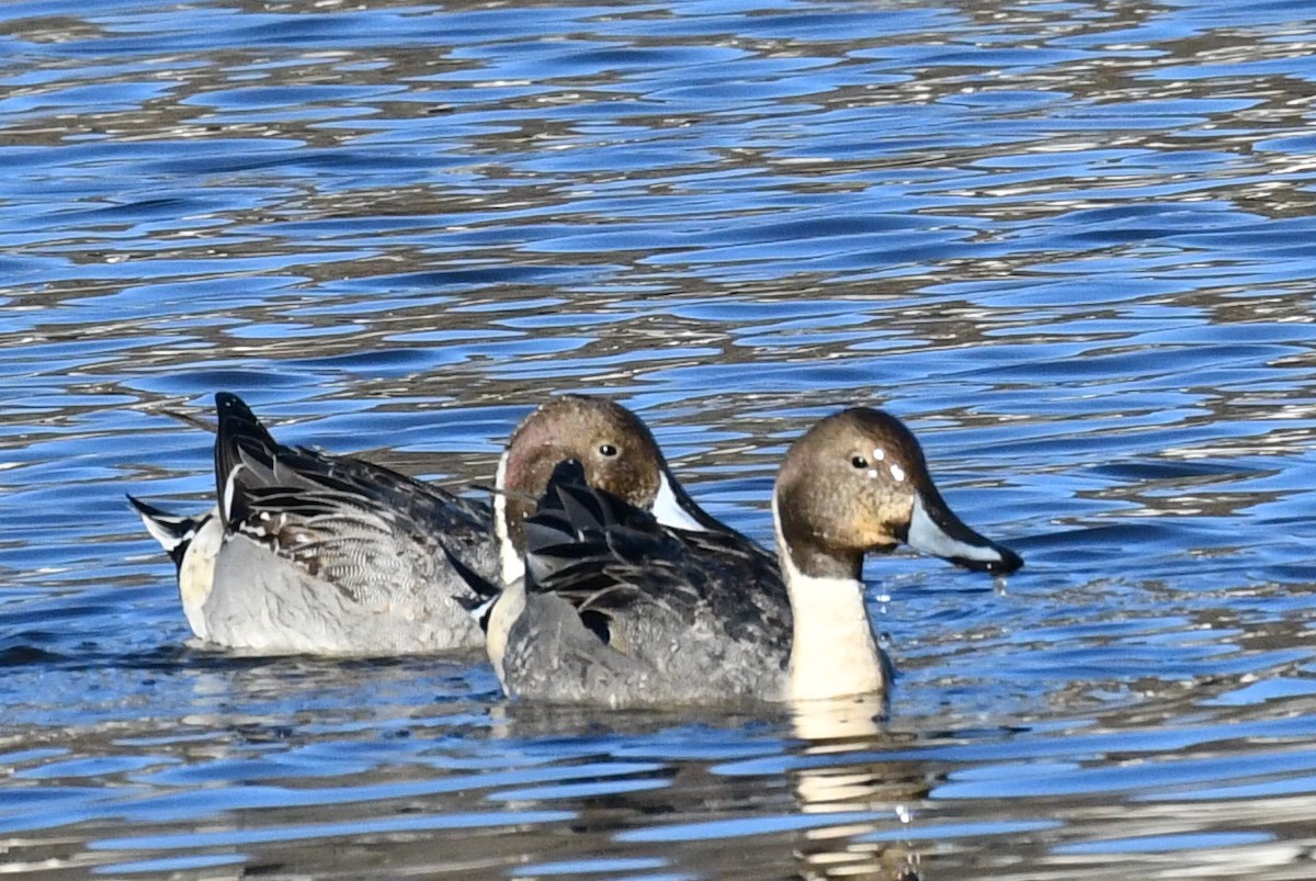 Ánade Rabudo - ML645264096